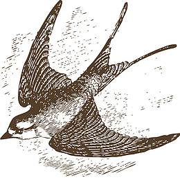 手绘空中飞行的燕子