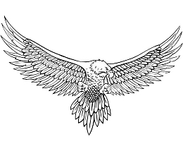 黑白线描海雕全身图