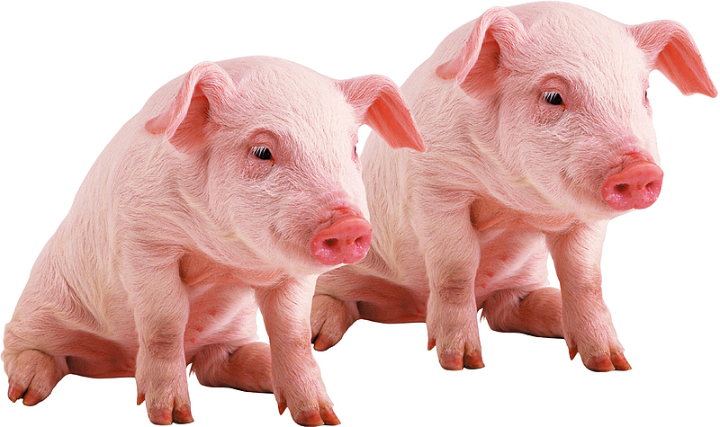 农家土猪配种养殖售卖粉色种猪宣