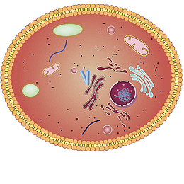 卡通动物细胞结构图