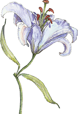 百合花藤蔓手绘百合花