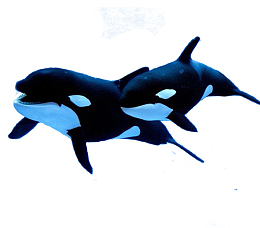 海洋生物