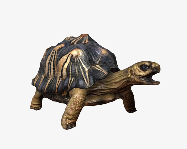 黑色龟壳乌龟素材免费下载_觅元素