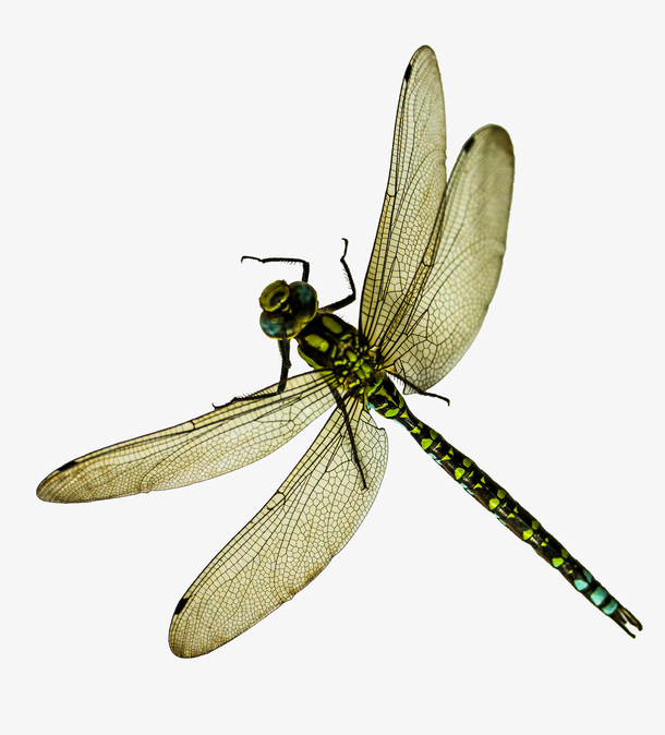 蜻蜓免抠素材免费下载_觅元素51yuansu.com