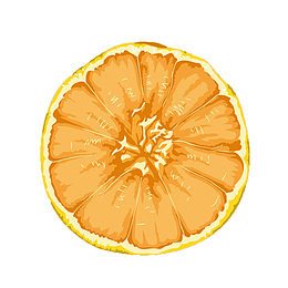 柑橘横截面手绘效果图