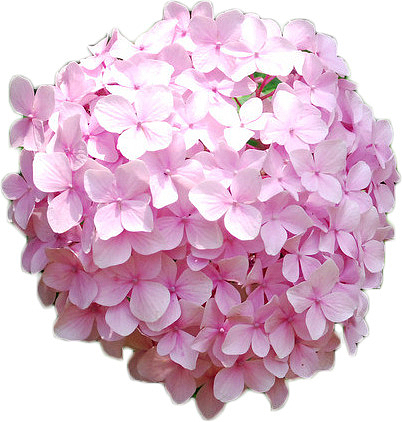 粉色花球