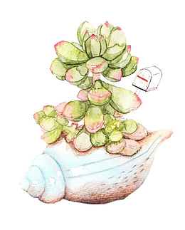 手绘石莲花