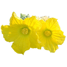 争相开放的丝瓜花透明png