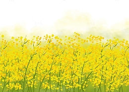 黄色田园油菜花地