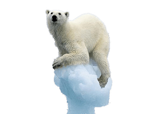 冰上的北极熊