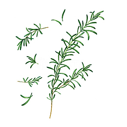 手绘一枝新鲜迷迭香香料插画免抠