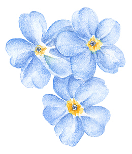 手绘蓝色唯美花朵免抠图