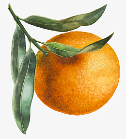 pngpng效果植物橙子水果pngpng赣南脐橙pngpsdpng橙子pngpng橘子桔子