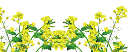 小清新黄色油菜花开
