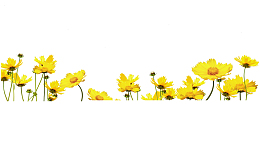 清新黄色菊花免抠素材