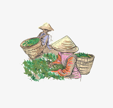 彩绘风格手绘采茶的女人矢量图案
