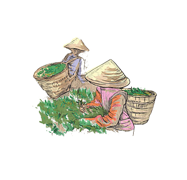 彩绘风格手绘采茶的女人矢量图案