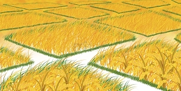 唯美清新金黄色芒种小麦手绘插画