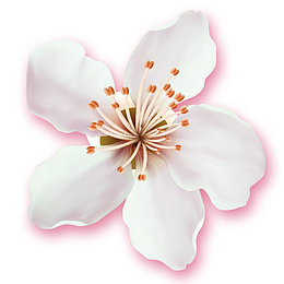 白色清雅装饰梨花设计图