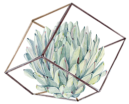 手绘卡通多肉装饰