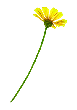 黄色野菊花小菊花