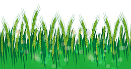 小清新矢量装饰麦穗插画