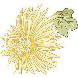 矢量手绘菊花插画