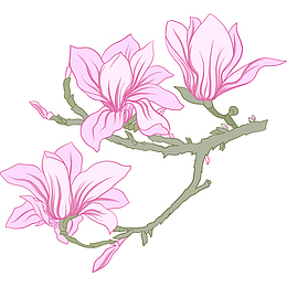 矢量手绘粉红色玉兰花插画