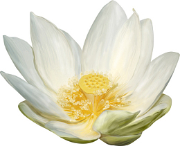 手绘白色莲花