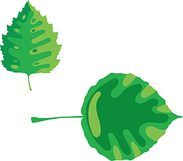 新鲜叶子夏天叶子