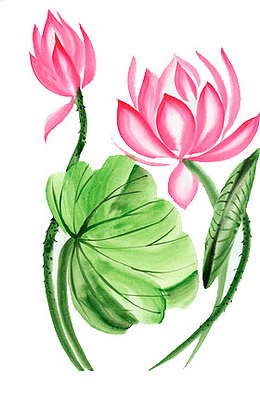 手绘莲花