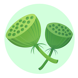 夏天秋天荷花果实莲子莲蓬大小暑