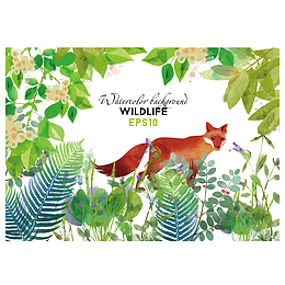 森林里的狐狸手绘插画