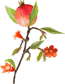 手绘水彩红色石榴花