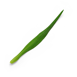 绿色草枝叶自然植物枝叶花瓣