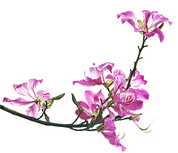 粉色开花羊蹄甲免抠系列