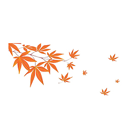 树上飘落的枫叶