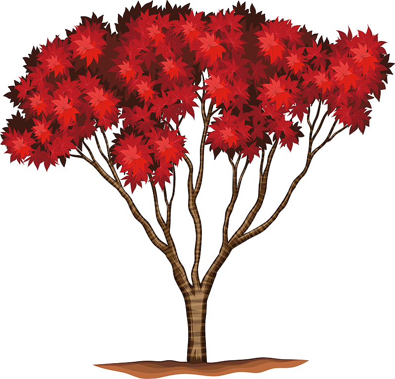 美丽的红色枫树