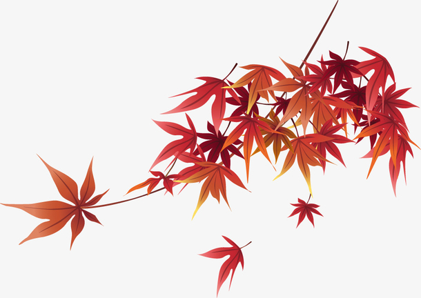 黄色枫叶矢量素材