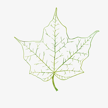 手绘叶子设计素材