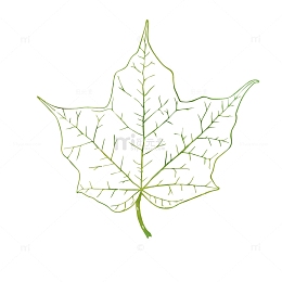 手绘叶子设计素材