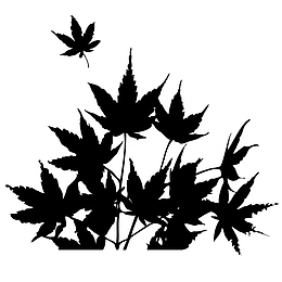 枫叶