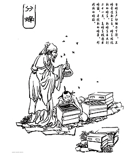 养蜂人分蜂蜜