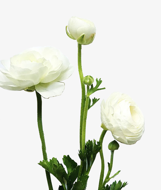 鲜花免抠素材免费下载_觅元素51yuansu.com