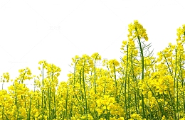 黄色油菜花背景图