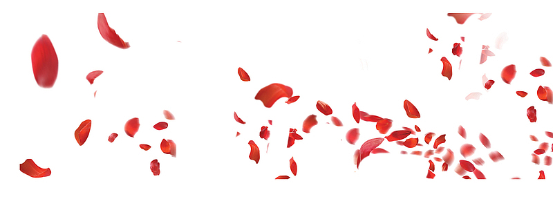 红色散开的花瓣免抠图