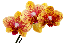 鲜花图片