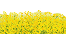 唯美春季踏青油菜花背景