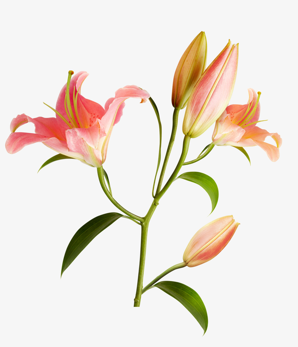 粉色百合花摄影特写