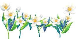 百合花图片
